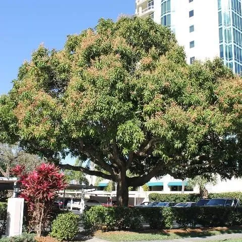 thumbnail for publication: Mangifera indica: Mango